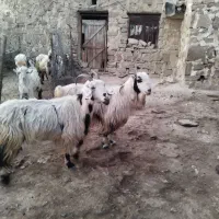 2  بز  و  2 بیگ|حیوانات مزرعه|مسجد سلیمان, |دیوار