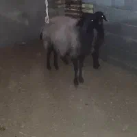 قوچ|حیوانات مزرعه|اصفهان, براآن شمالی|دیوار