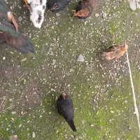 مرغ خروس بالغ ، جوجه ۵ ماهه جاپنیز پاکوتاه|حیوانات مزرعه|رشت, حومه رشت|دیوار