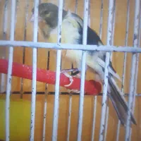 قناری|پرنده|تربتحیدریه, ترمینال|دیوار