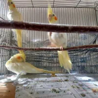 عروس هلندی|پرنده|گلبهار, شهر جدید گلبهار|دیوار