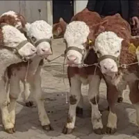 دامخانی بندر ترکمن شعبه دیگری ندارد