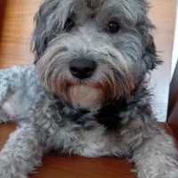 شیتزوتریر فوری