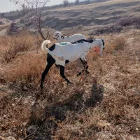 بز پنجابی پاکستانی