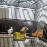 سهره قناری|پرنده|همدان, |دیوار