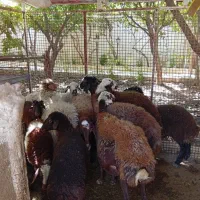 گوسفند زنده محلی درجه یک .بره شیری|حیوانات مزرعه|فردیس, شهرک ناز|دیوار