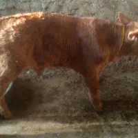 گاو شیری|حیوانات مزرعه|دیواندره, |دیوار