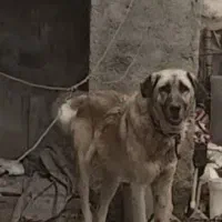 سگ پژدر نگهبان