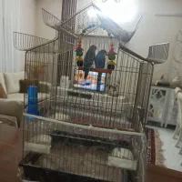 مرغ عشق|پرنده|گلبهار, شهر جدید گلبهار|دیوار