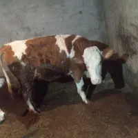 گوساله ماده