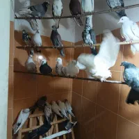 کفتر تهرانی پرشی