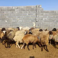گوسفند داشتی|حیوانات مزرعه|شیروان (خراسان), |دیوار