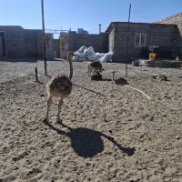 جوجه شتر مرغ|حیوانات مزرعه|سبزوار, قصبه غربی|دیوار