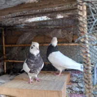 طوقی همه رنگ خاص|پرنده|شهرکرد, |دیوار