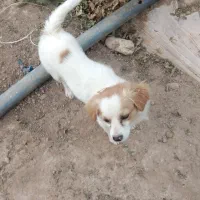 سگ پاپی تزیینی|سگ|فسا, |دیوار