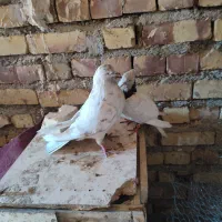 کفتر|پرنده|تایباد, |دیوار