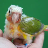 جوجه سرلاکی طوطی گرینچیک آناناسی اکستریم رد