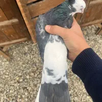 کبوتر|پرنده|تهران, گلستان (شهرک راه آهن)|دیوار