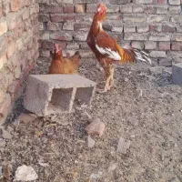 خروس لاری و یه مرغ ولایتی|حیوانات مزرعه|قهستان, |دیوار