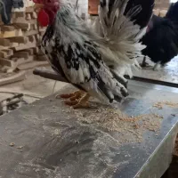 تخم نطمفه دار چاپنیز