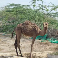 شتر|حیوانات مزرعه|شیراز, قلات|دیوار
