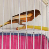 قناری نر مست آماده جفت|پرنده|رشت, فلسطین|دیوار