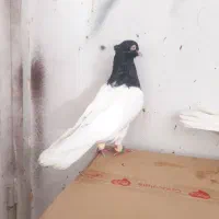 فروش جفت کله سیاه یاهمون کله اهوازی|پرنده|کارون, |دیوار