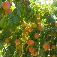 باغ|فروش دفتر صنعتی، کشاورزی، تجاری|گهواره, |دیوار