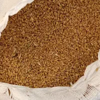 گندم پیشگام فروشی کیلویی ۲۳