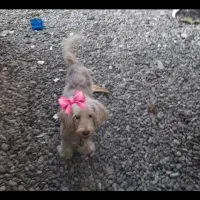 واگذاری رایگان سگ|سگ|سنگر, |دیوار