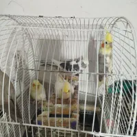 عروس هلندی پرورش خونگی نر و ماده،سخنگو|پرنده|رشت, حمیدیان|دیوار