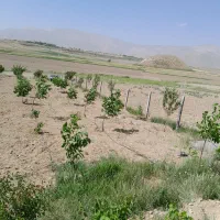 هرس انواع درختان..کاشت وپاشت باغچه|خدمات باغبانی و درختکاری|اصفهان, بیدآباد|دیوار