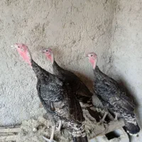 سه تا بوقلمون برنز انگلیسی درجه یک به فروش میرسد