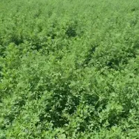 یونجه چین دوم غوره عالی پرس شده