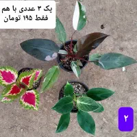 گل های زیبا|گل و گیاه طبیعی|فاضل آباد, |دیوار