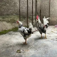 مرغ خروس