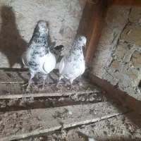 کبوتر|حیوانات|آران و بیدگل, |دیوار