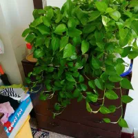 گل دیفن. پتوس. بنجامین. سانسوریا|گل و گیاه طبیعی|شیراز, باغ تخت|دیوار