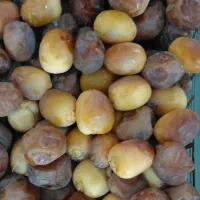 استخدام پرنسل خانم برای کارگاه خرما