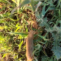 هلزون قیمت مناسب