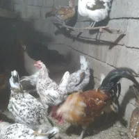 مرغ و خروس گلین لری|حیوانات مزرعه|ویلکیج, |دیوار