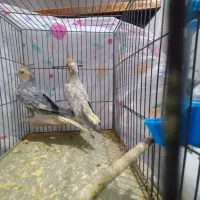 عروس هلندی گل باقالی|پرنده|الوند, |دیوار