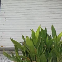 مغازه طالقانی شرقی