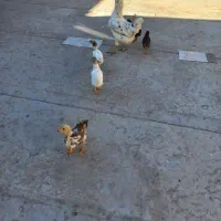 مرغ  و خروس گلین