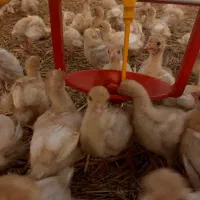 جوجه بوقلمون/بیوتی و هیبرید/یکروزه/یکماهه/گوشتی