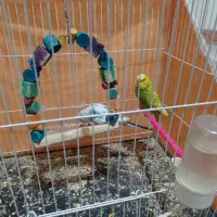 مرغ  عشق|پرنده|مشهد, حسین‌آباد|دیوار