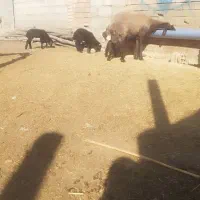 گوسفند دوقلو زا