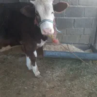 گوساله پروار|حیوانات مزرعه|ایوان, |دیوار