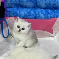 ملوسای بلا|گربه|رشت, منظریه|دیوار