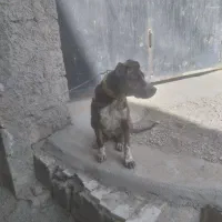 ماده سگ دورگ|سگ|کرج, کمال‌شهر|دیوار